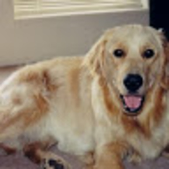 Meet your Posher, Wolf - Picture 1 of 1